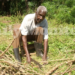 RIP. Maj Kanuti Akorimo, who raised Uganda National Flag on October 9, 1962, goes about his work at his home in Omatenga, Kumi District. PHOTO: DAILY MONITOR