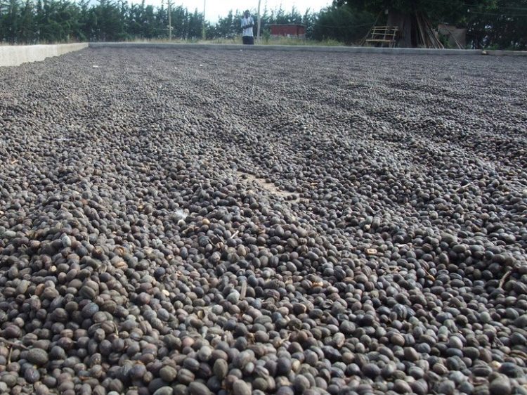 Uganda Earns Shs140bn From April Coffee Exports Amid COVID-19