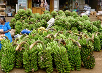 Lockdown lowers food prices; forces Mayuge Market traders out of business..