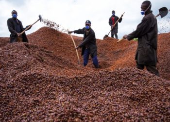 Minister Ssempijja Reveals Why Coffee Remains Uganda’s Most Important Cash Crop