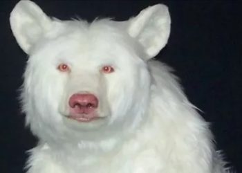 Albino Animals? Check Out These Different Animals That Are Albinos