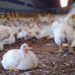 Govt Stops Importation Of Poultry