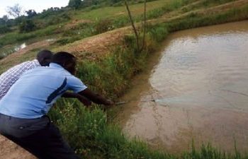 Losing my job opened my eyes to fish farming – Oyuruka