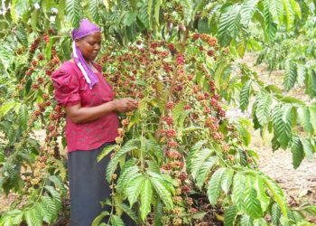 MPs Unanimously Adopt Museveni’s Recommendations In National Coffee Bill