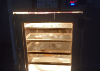 University Students Innovate Egg Incubator after Failing to Access Chicks for Rearing