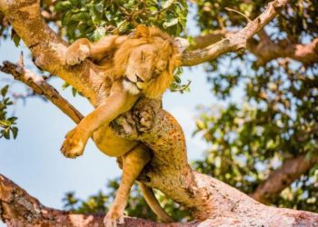 6 CLIMBING FEMALE LIONS POISONED IN QUEEN ELIZABETH NATIONAL PARK Saturday March 20th 2021