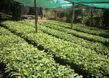 Gov’t Has Distributed 1.2bn Coffee Seedlings In 5 Years- Agric Minister