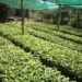 Gov’t Has Distributed 1.2bn Coffee Seedlings In 5 Years- Agric Minister
