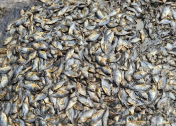 Farmer Loses Over 15,000 Fish to Suspected Poisoning