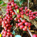 Uganda’s Coffee Revival: A Billion-Dollar Success Story