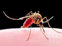 Mosquitoes: The Unlikely Heroes in the Fight Against Malaria