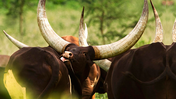 Emmanuel Mugarura: How resistant to change is our education system?