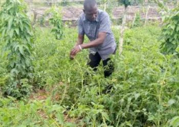 Crops That Will Give You Quick Money During & After COVID-19 Pandemic