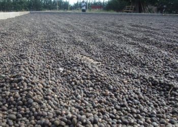 Uganda Earns Shs140bn From April Coffee Exports Amid COVID-19