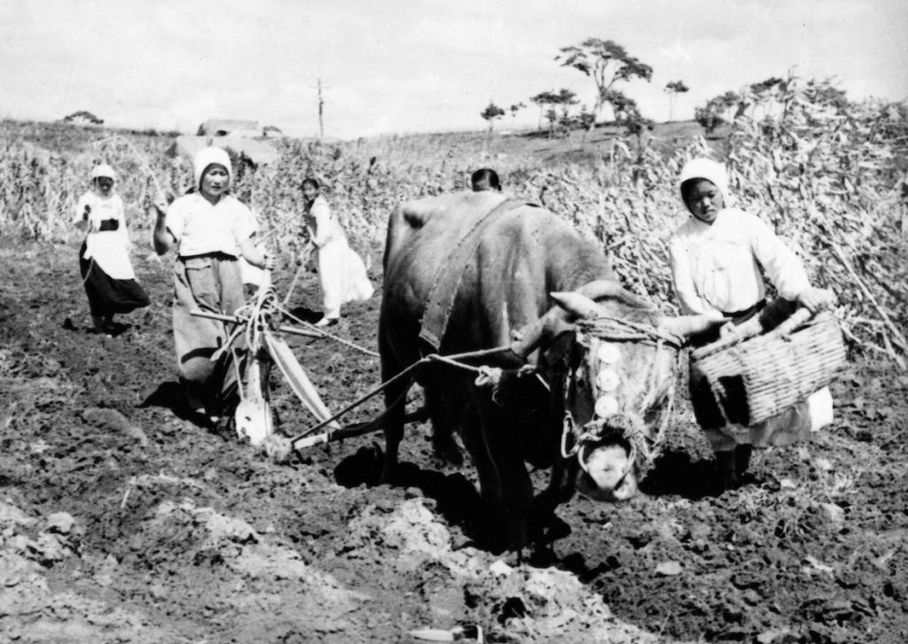 Ploughing the field for wartime production of grain