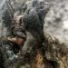Perfectly preserved Ice Age cave bear found in Arctic Russia with its teeth and nose intact could be almost 40,000 years old, scientists claim