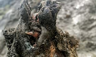 Perfectly preserved Ice Age cave bear found in Arctic Russia with its teeth and nose intact could be almost 40,000 years old, scientists claim