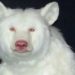 Albino Animals? Check Out These Different Animals That Are Albinos