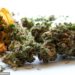 Marijuana Could Treat COVID-19- Research