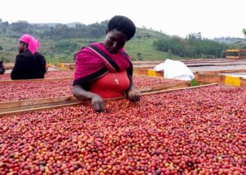 Why Coffee Sector Needs More Funding Not Budget Cuts