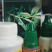 Uganda Develops Five Herbal Therapeutic Products to Manage COVID-19