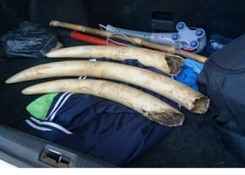 How Uganda Plays a Key Role In Global Illicit Wildlife Trade