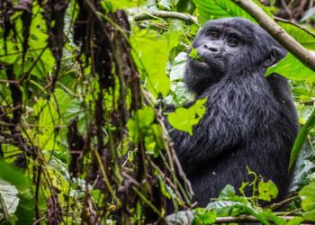 Uganda’s Tourism Sector Loses Shs3.8Trn Due To COVID-19 Impact As Foreign Visitors Fall By 69%