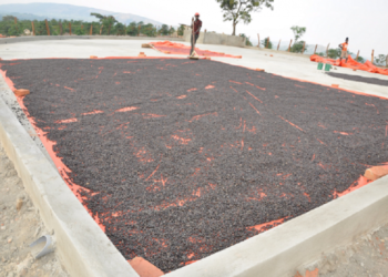 Uganda Earns Shs258.4bn From 448,957 Bags Of Coffee Exported In February