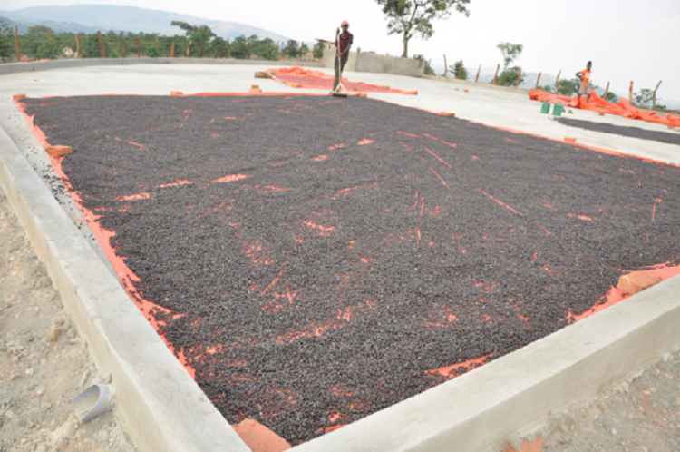 Uganda Earns Shs258.4bn From 448,957 Bags Of Coffee Exported In February