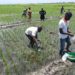 Government Empowers Doho1 Rice Scheme Farmers to Boost Rice Growing  