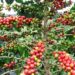 Uganda’s Coffee Exports Hit Record High in June, Earning $162.36 Million