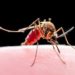 Mosquitoes: The Unlikely Heroes in the Fight Against Malaria