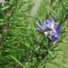 Ministry Of Health Advises On Planting Rosemary