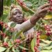 Uganda Surpasses Ethiopia as Africa’s Top Coffee Exporter, Earns Over $2 Billion