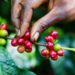 Coffee Farmers Urged to Stay Calm Amidst Price Drop