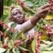 Government Moves to Shield Coffee Industry from EU Regulatory Shock