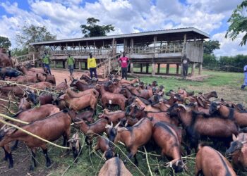 NAGRC’s new super goat breed set to turn Uganda into major exporter 