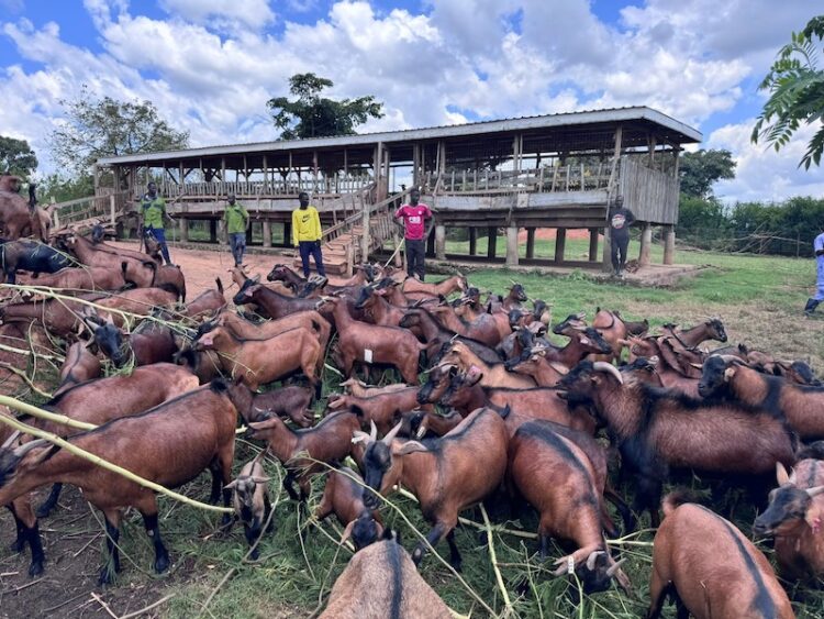 NAGRC’s new super goat breed set to turn Uganda into major exporter 