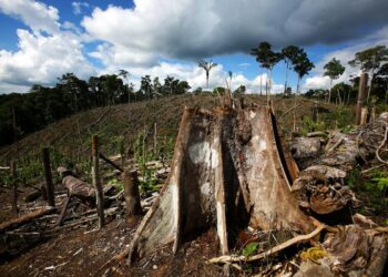 Why deforestation is causing heat deaths to soar