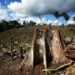 Why deforestation is causing heat deaths to soar