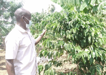 Kitgum Farmers Struggle to Irrigate Coffee Plants As Dry Spell Hits Hard