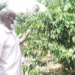 Kitgum Farmers Struggle to Irrigate Coffee Plants As Dry Spell Hits Hard