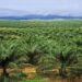 Government Launches Shs 52 Billion Compensation Drive for Buvuma and Sango Bay Residents Affected by Palm Oil Project