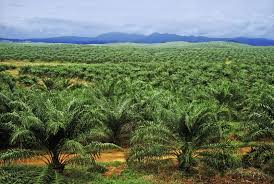 Government Launches Shs 52 Billion Compensation Drive for Buvuma and Sango Bay Residents Affected by Palm Oil Project