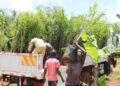 Golden Groves of Busoga: How a Decade-Long Push Turned Oil Palm Into Mayuge’s New Cash Crop