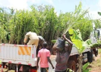 Golden Groves of Busoga: How a Decade-Long Push Turned Oil Palm Into Mayuge’s New Cash Crop