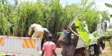 Golden Groves of Busoga: How a Decade-Long Push Turned Oil Palm Into Mayuge’s New Cash Crop